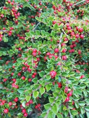 Cotoneaster horizontalis
