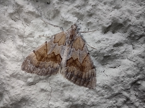 Piadivka borovicová (Pennithera firmata)