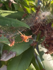 Araneus diadematus