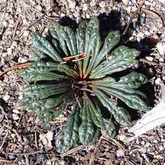 Calyptridium monospermum