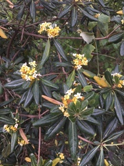 Pittosporum