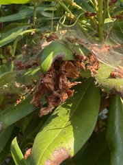Araneus diadematus