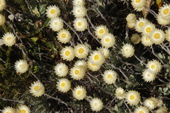 Syncarpha speciosissima
