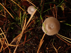 Clitocybe metachroa