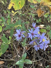 Symphyotrichum shortii