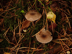 Clitocybe metachroa