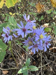 Symphyotrichum shortii