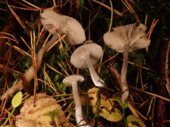 Clitocybe metachroa