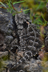 Phrynosoma orbiculare