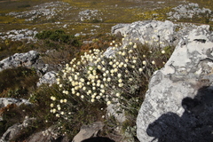 Syncarpha speciosissima