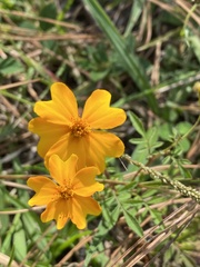 Tagetes tenuifolia