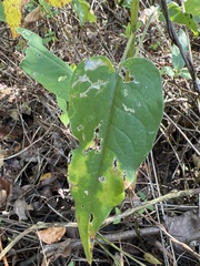 Symphyotrichum shortii