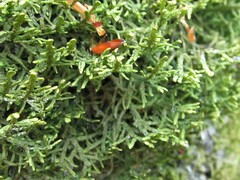 Porella platyphylla