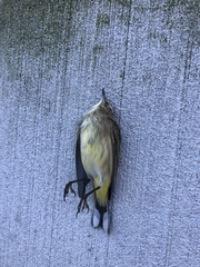 Setophaga palmarum palmarum
