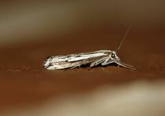 Catoptria staudingeri