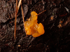 Dacrymyces chrysocomus