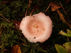 Russula betularum