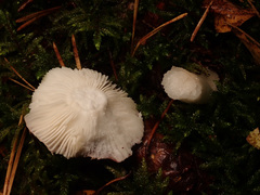 Russula betularum