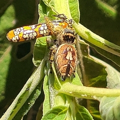 Phidippus arizonensis