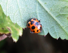 Ceratomegilla notata