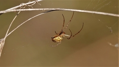 Metellina segmentata