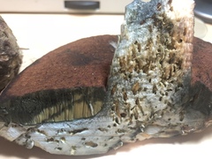 Rubroboletus pulcherrimus