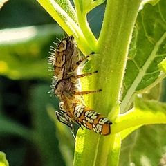 Phidippus arizonensis