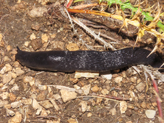 Limax