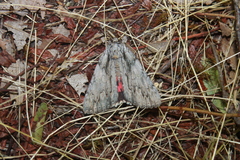 Catocala coccinata