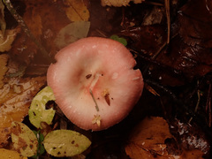 Russula betularum