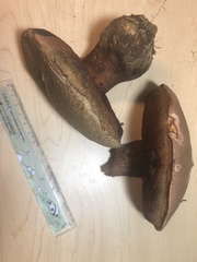 Rubroboletus pulcherrimus