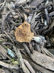Agrocybe putaminum