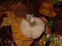 Russula betularum