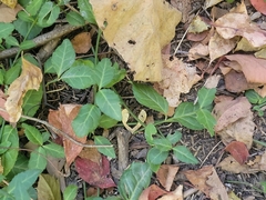 Euonymus fortunei