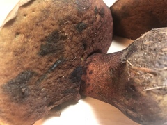Rubroboletus pulcherrimus