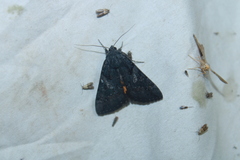 Catocala antinympha