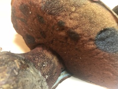 Rubroboletus pulcherrimus