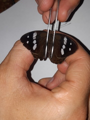 Eunica eurota