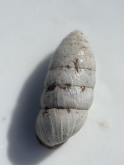 Cerion incanum