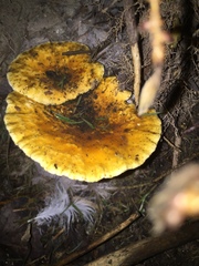 Hygrophoropsis aurantiaca image