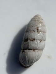 Cerion incanum
