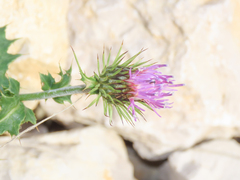 Carduus defloratus