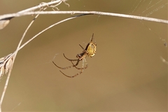 Metellina segmentata