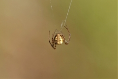 Metellina segmentata