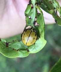 Harmonia testudinaria