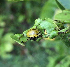 Harmonia testudinaria