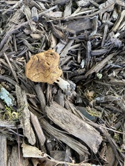 Agrocybe putaminum