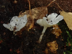 Clitopilus scyphoides