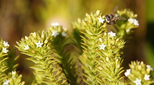 Image of Thesium viridifolium by (c) Tony Rebelo, some rights reserved (CC BY-SA)