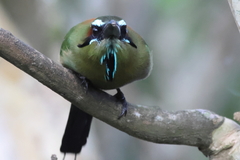 Eumomota superciliosa